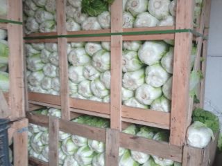Witam sprzedam kapustę pekińską odmiany Bilko kaliber 1 kg