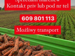 Witam. Mam do sprzedania duże ilości marchwi odmiany karotan.