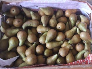 W sprzedaży posiadamy gruszki od producenta. Ilość 1 t.