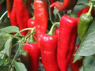 Продажа перца капия высокого качества, Продажа перца kapya высокого