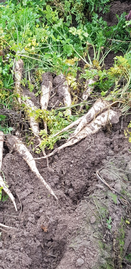 Sprzedam pietruszkę, odmiana Arat, prosto z pola lub kopana na zamówienie