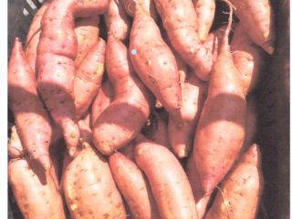Oferuję egipskie słodkie ziemniaki. Najwyższa jakość. Dostępne są wszystkie