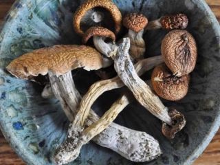 Dostępne dobrej jakości grzyby magiczne Złoty nauczyciel Penis zazdrość