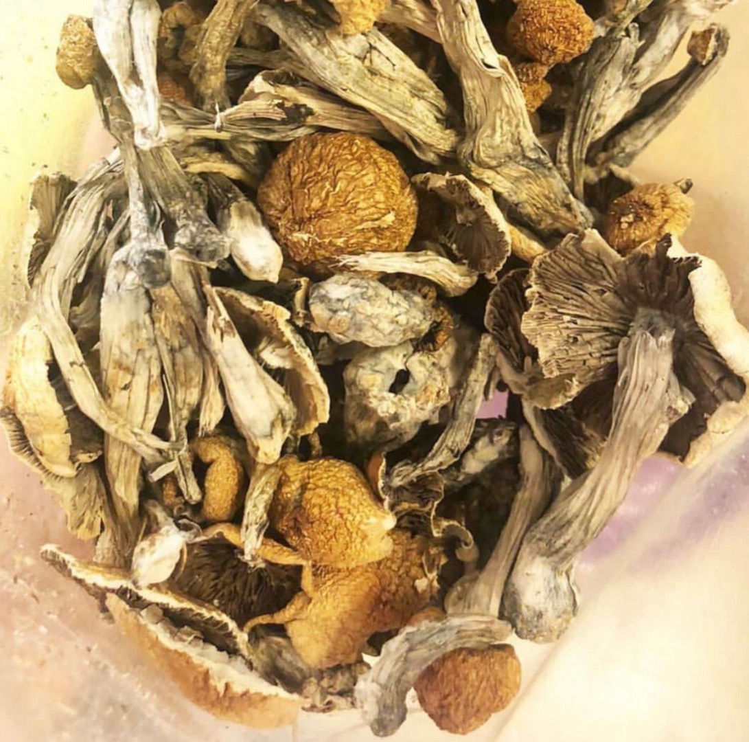 Dostępne grzyby magiczne Złoty nauczyciel Albino Penis zazdrość Kontakt na wickr ...