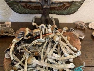 Wickr ...... califo20 Wickr .... califo20 Dostępne magiczne grzyby