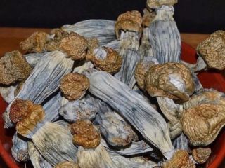 Kontakt na wickr Wickr .... califo20
