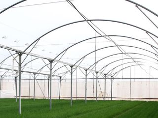 Współpraca rolnicza w Zagre w Chorwacji z sałatką mache,