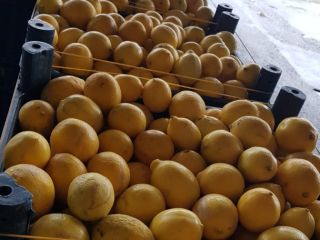 Продажа тоннами фруктов 3 качества для производства соков или
