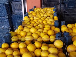 Продажа тоннами фруктов 3 качества для производства соков или