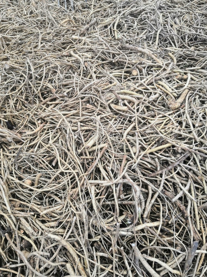 Sprzedam breche z chrzanu, korzeń chrzanu