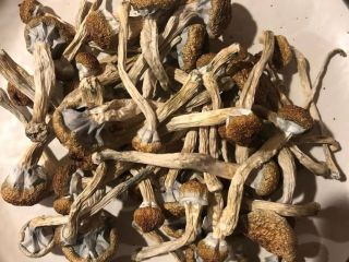 Golden Teacher Mushrooms to klasyczna odmiana, której nazwa pochodzi
