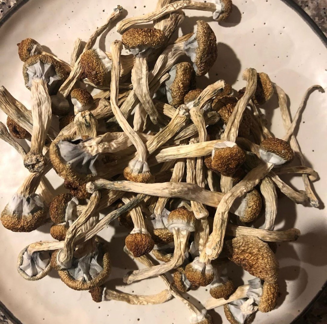 Golden Teacher Mushrooms to klasyczna odmiana, której nazwa pochodzi od ich złoconego wyglądu