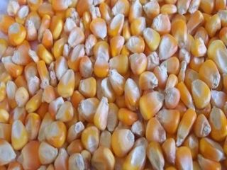 Oferujemy żółtą kukurydzę na paszę dla zwierząt, popcorn kukurydza