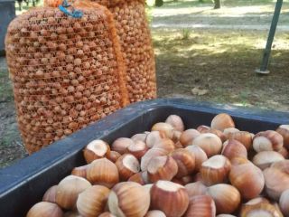 Sprzedam orzechy laskowe w ilości około 0,8 tony. Orzechy