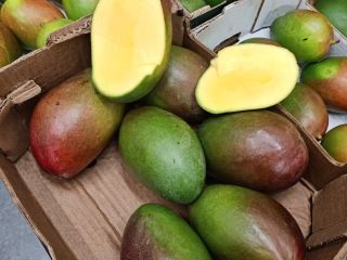 Witam mam na sprzedaż awokado i mango w ilościach
