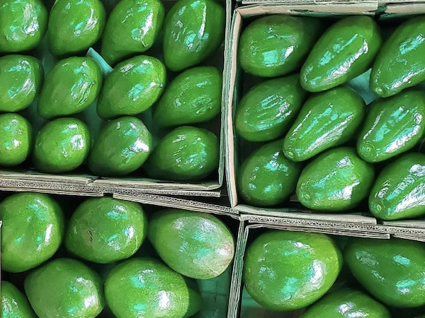 Awokado Semil 34 z Dominikany - Cena FOB 1,6 USD\kg - Min QTY przy zamówieniu 2 000kg\2ton
