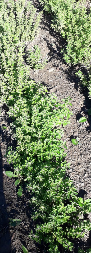 wysokiej jakości, w 100% biologiczne oregano z Maroka, uprawiane w naturalnych warunkach