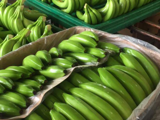 Prowadzimy sprzedaż bananów i różnego rodzaju owoców po więcej