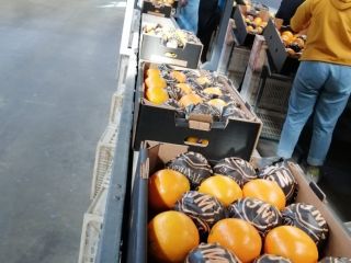 Pomarańcze: rodzaj Navel Kraj pochodzenia: Egypt Kategoria: 1 i