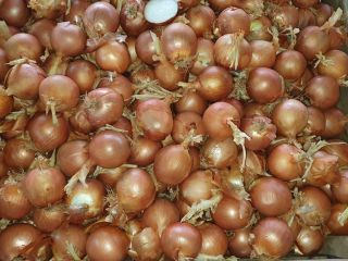 Sprzedam cebulę z Hiszpanii, rozmiar 60-70mm Pakowaną w big