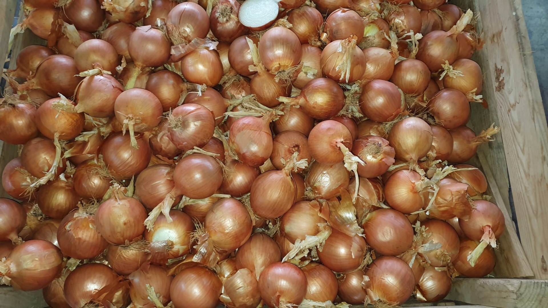 Sprzedam cebulę z Hiszpanii, rozmiar 60-70mm Pakowaną w big bagi lub worki 25kg, cena EXW bolonos