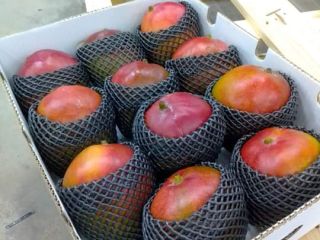 Jesteśmy dostawcami najwyższej jakości Mango Kent z Peru Jesteśmy