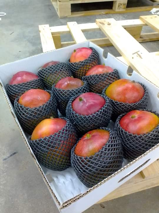 Jesteśmy dostawcami najwyższej jakości Mango Kent z Peru Jesteśmy certyfikowanymi dostawcami dla Korei, USA, Europy i Rosji Aby uzyskać więcej informacji