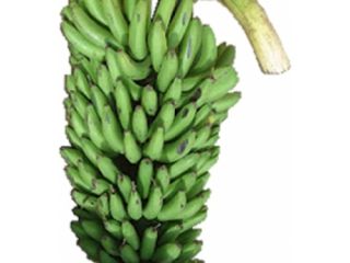 Matooke w różnych rozmiarach i banan we wszystkich rozmiarach