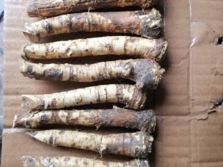 Oferuję świeży, schłodzony, mrożony, umyty (niemyty) korzeń chrzanu (sortowany
