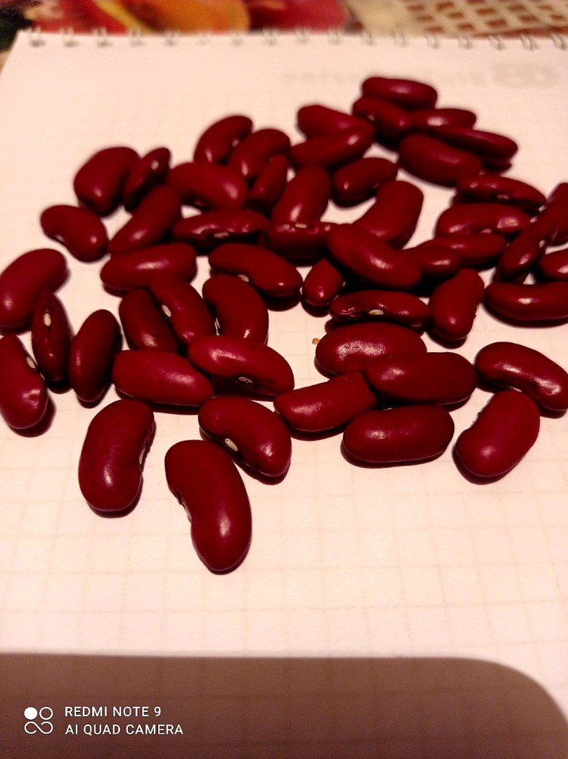 Sprzedaję fasolę, odmiana amerykańska, uprawiana na Ukrainie, od producenta Cena 1,2 € shcha 1kg