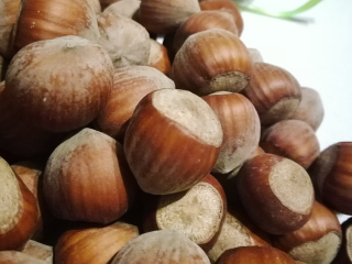 Sprzedam orzechy laskowe odmiany katalońskiej z młodej plantacji. Orzechy