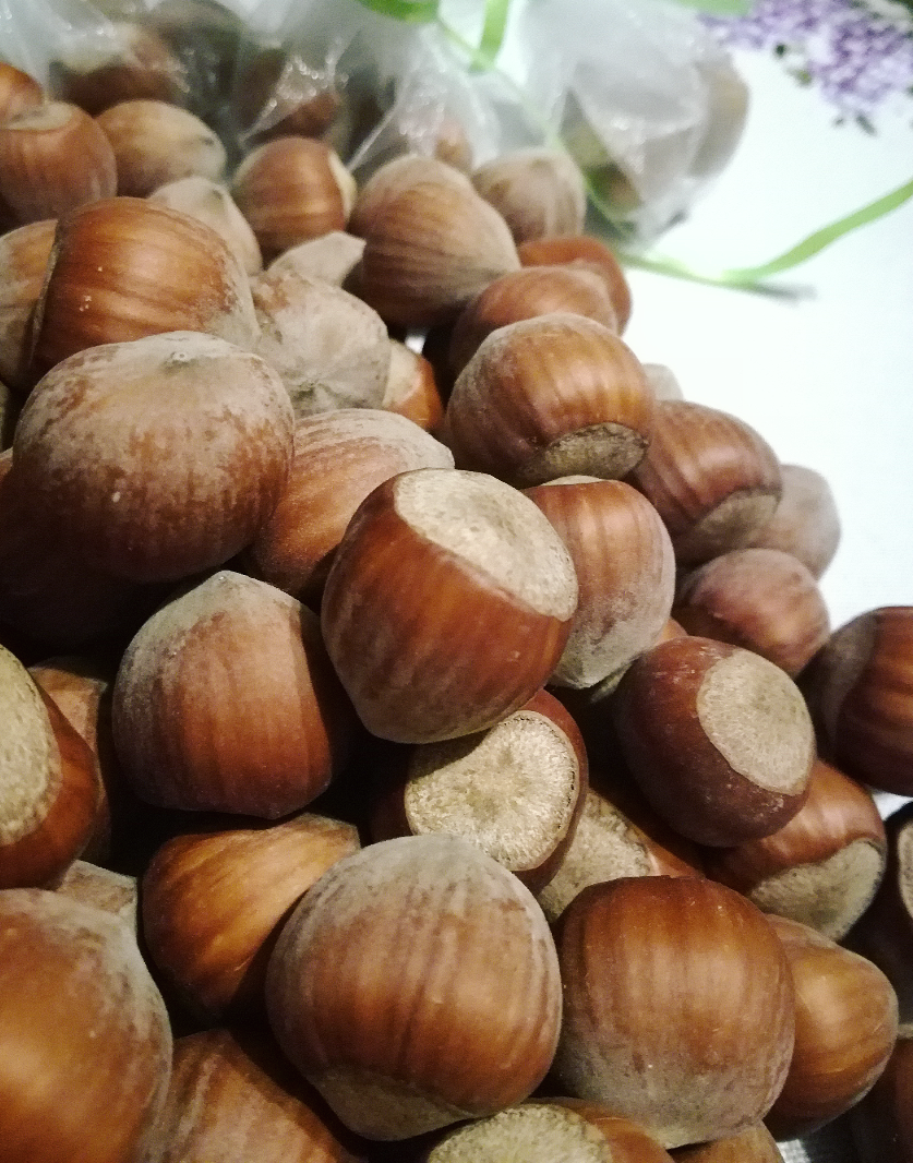 Sprzedam orzechy laskowe odmiany katalońskiej z młodej plantacji