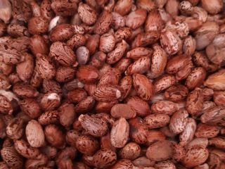 Produkcja 2020 w ekosystemie. 40 euro / kg nasion