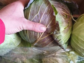 ŚWIEŻA KAPUSTA BEZPOŚREDNIO OD PRODUCENTA, CIĘCIE WYKONANE NA ZAMÓWIENIE,