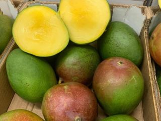 Witam, Posiadam na sprzedaż mango w klasie II pochodzenia