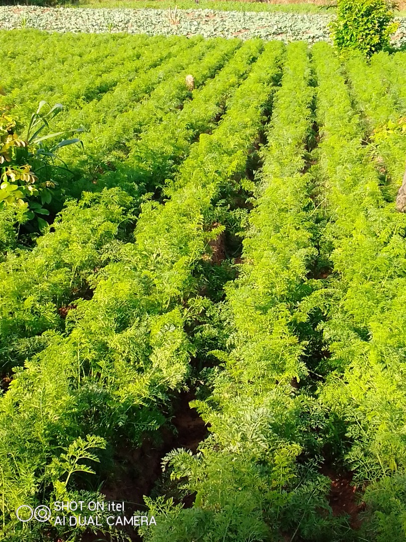Do sprzedania świeża marchewka, mam do sprzedania ponad 100 worków marchewki