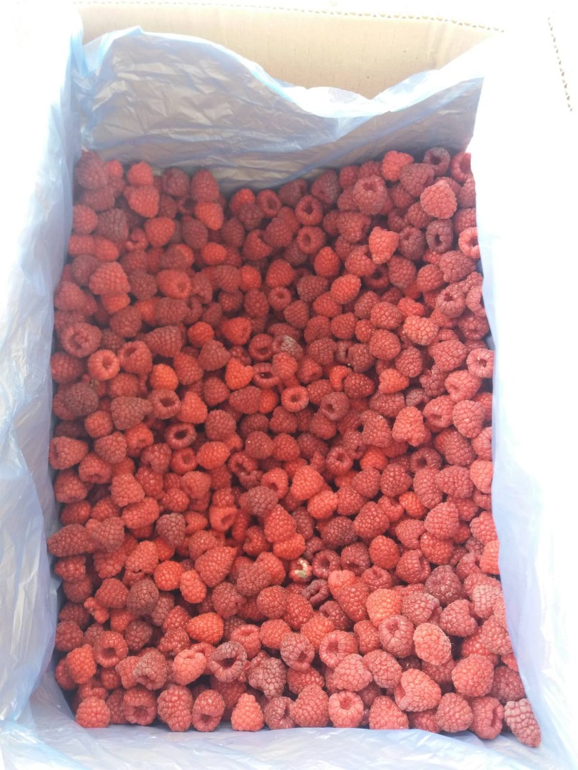 Malina mrożona 80/20 (rolend), opakowanie 12kg