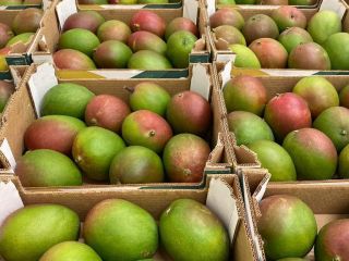 Witam, Posiadam na sprzedaż mango w klasie II pochodzenia