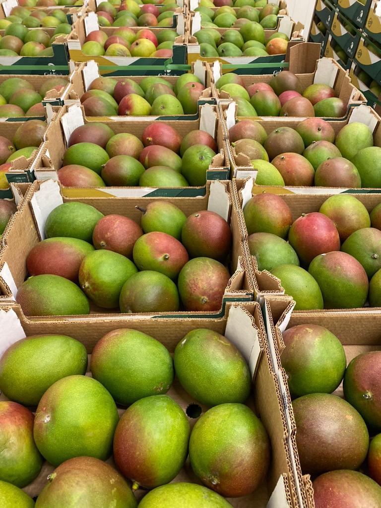 Witam, Posiadam na sprzedaż mango w klasie II pochodzenia brazylijskiej firmy Suemi oraz AgroDan