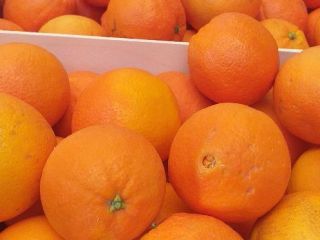 Sprzedam pomarańcze navelina 22 t cena za kg 4,30