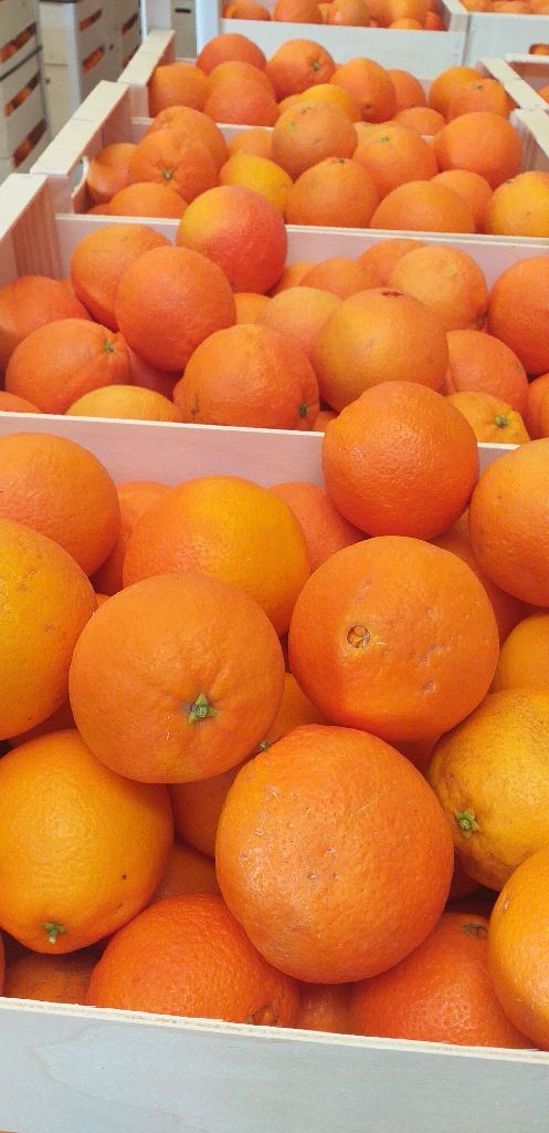 Sprzedam pomarańcze navelina 22 t cena za kg 4,30 do delikatnej negocjacji kaliber 3-6 Klasa pierwsza bez pestek Certyfikat Słodkie i soczyste
