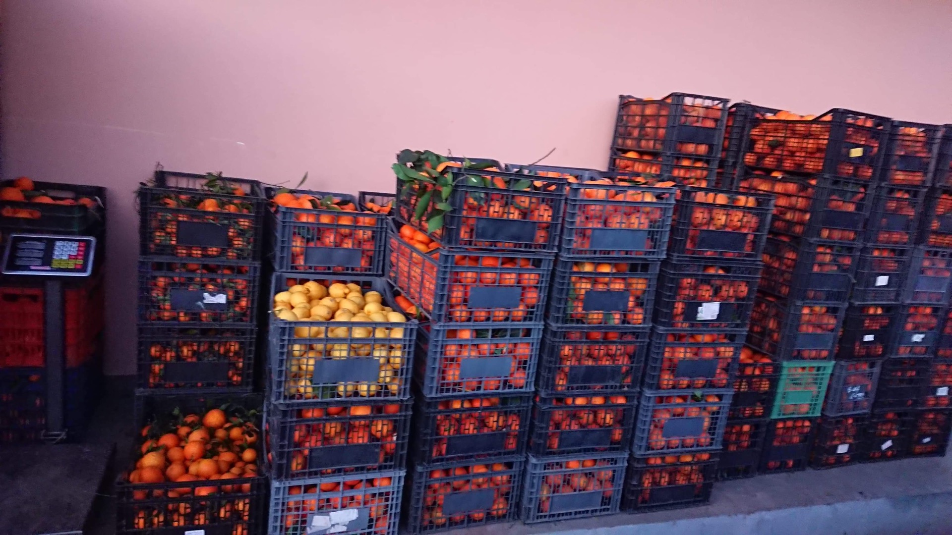 Greckie pomarańcze, 100% BIO Niedawno sprowadzone z Grecji