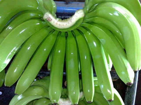 Sprzedajemy świeży zielony banan cavendish