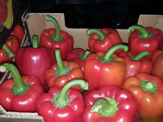 Na sprzedaz Papryka California Czerwona, cat 1, 80+, 5