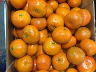 Na sprzedaz NADORCOTT , rozmiar 2-3-4, carton 10 kg,