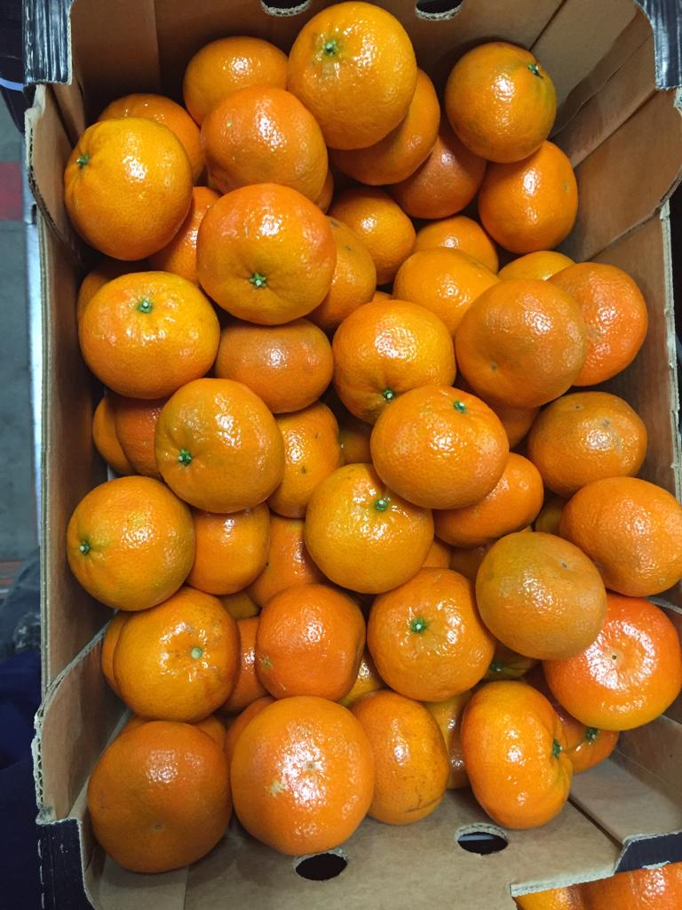 Na sprzedaz NADORCOTT , rozmiar 2-3-4, carton 10 kg, cat 1, Pochodzenie: Morocco