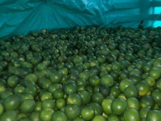 Możemy dostarczyć następujące. Tahiti Limes konwencjonalne i Tahiti Limes