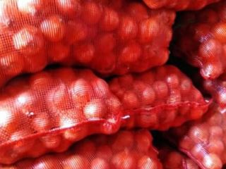Cebula pochodzenia serbskiego kaliber 50+, pakowanie po uzgodnieniu, cło