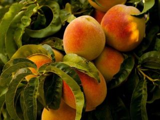 Sprzedam brzoskwinie ilości hurtowe. Kraj pochodzenia: Hiszpania, Maroko, Grecja.