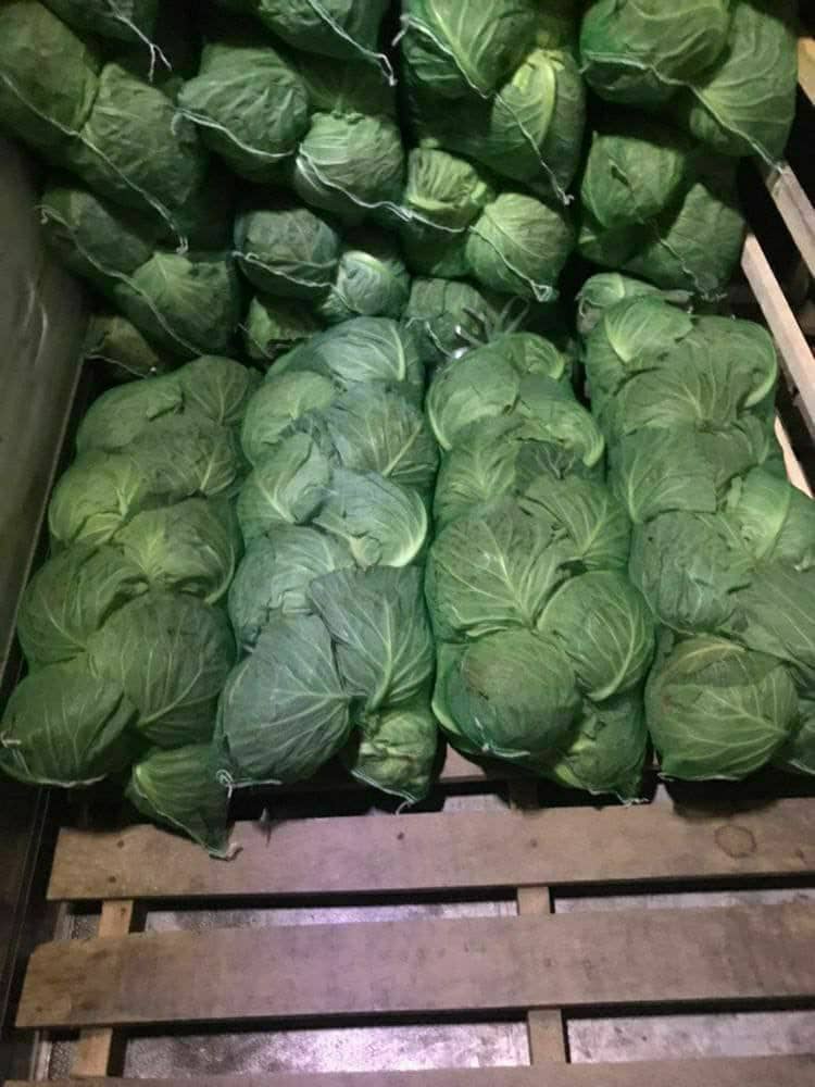 Kapusta młoda importowana z Uzbekistanu